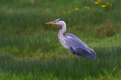 Grey Heron Mainland