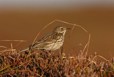 Meadow Pipit Mainland