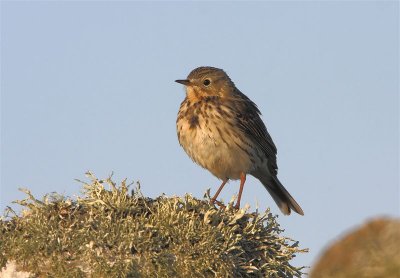 Meadow Pipit Mainland