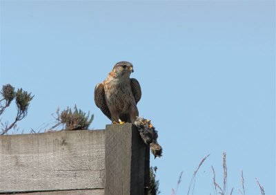 Merlin  Scotland