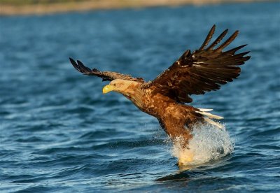 White-tailed Eagle  Norway