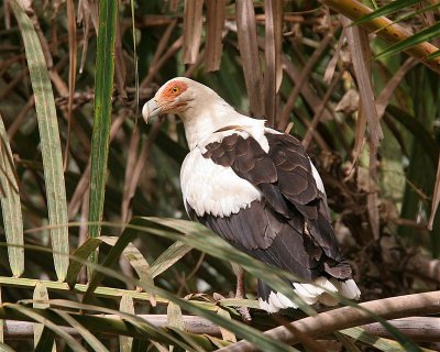 Palm-nut Vulture  Gambia