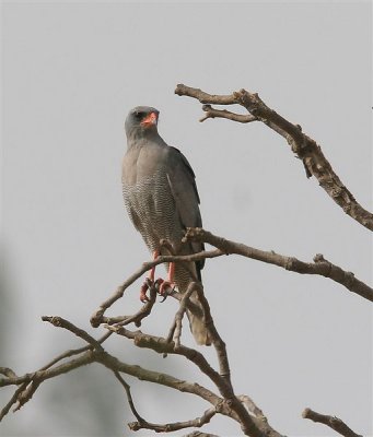 Dark Chanting Goshawk  Gambia