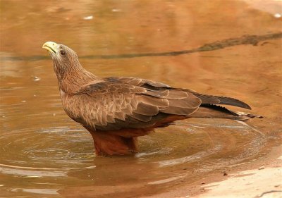 Black Kite  Gambia