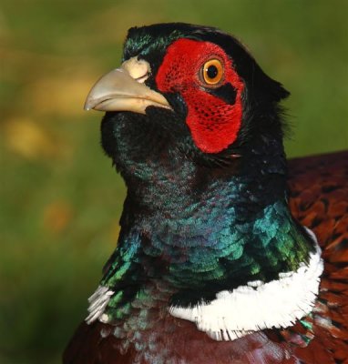 Pheasant  Scotland