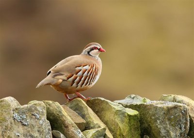 Red-legged Partridge  Scotland