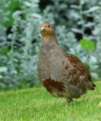 Grey Partridge  Scotland