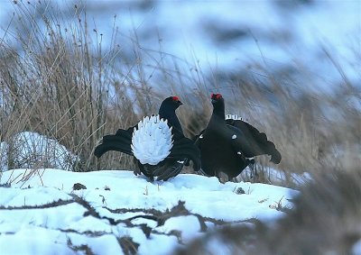 Black Grouse  Scotland