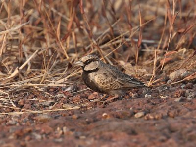 Ashy -crowned Sparrow Lark  Goa