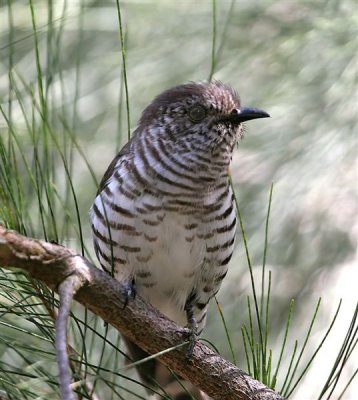 Shining Bronze-Cuckoo