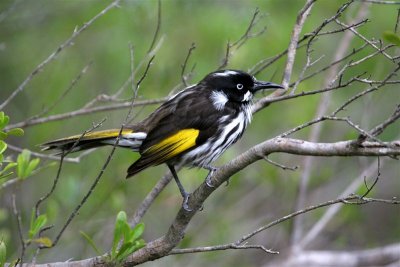 New Holland Honeyeater