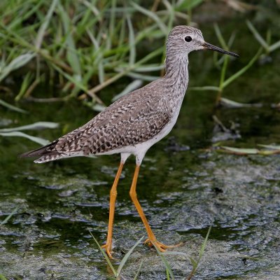 Lesser Yellowlegs