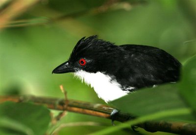 Greater Antshrike Asa Wright