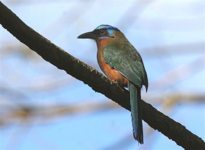 Blue-crowned Motmot