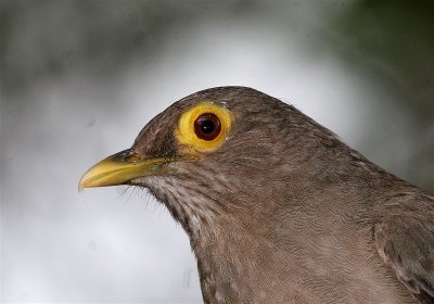 Bare-eyed Thrush