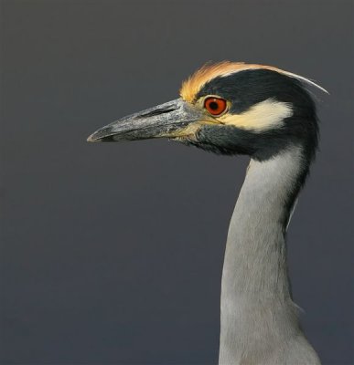 Yellow-crowned  Night-Heron
