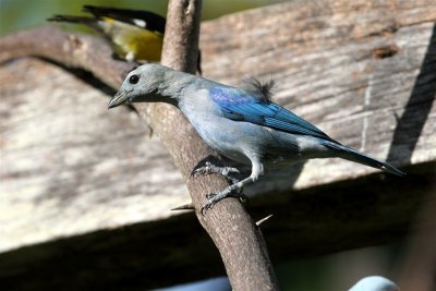 Blue-gray Tanager