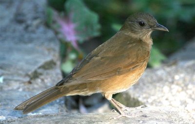 Cocoa Thrush