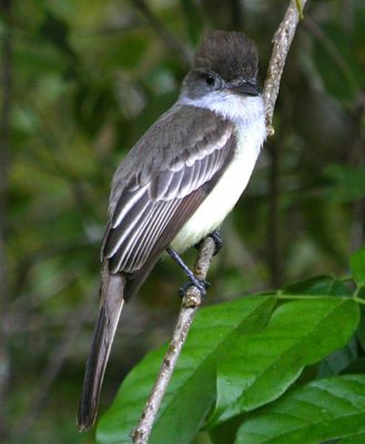 Brown-crested Flycatcher