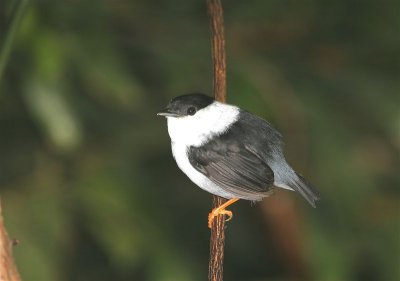 White-bearded Manakin