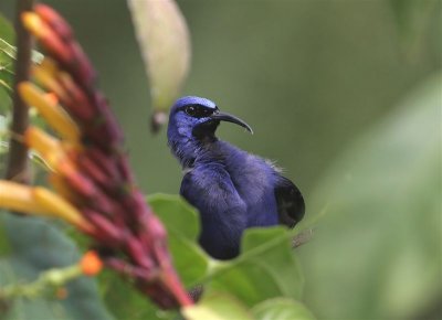 Purple Hooneycreeper