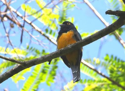 Violaceous Trogon