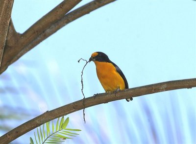 Violaceous Euphonia