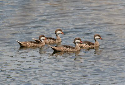White-cheeked