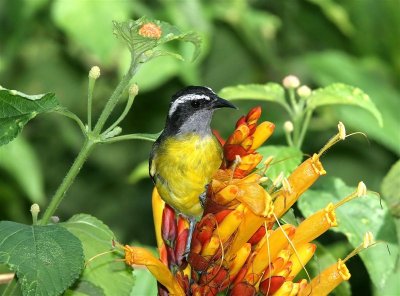 Bananaquit
