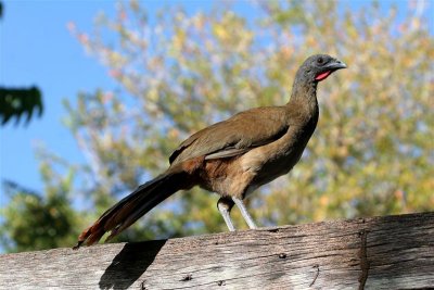 Rufos-vented Chachalaca