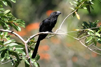 Smooth-billed Ani