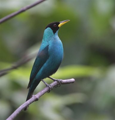 Green Honeycreeper