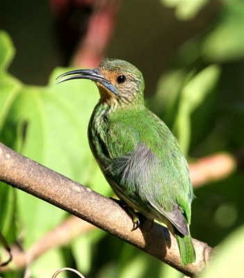 Purple Honeycreeper  (Female)