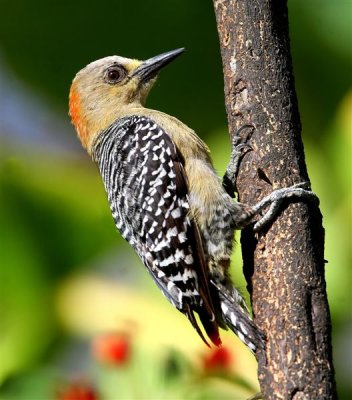 Red-crowned Woodpecker