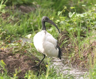 Sacred  Ibis