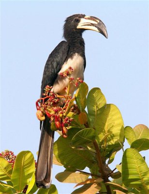 Pied hornbill