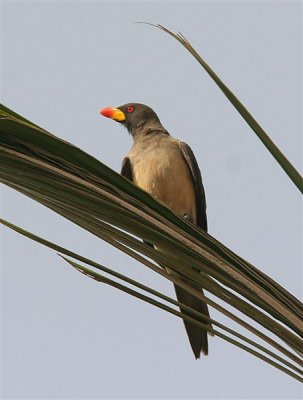 Yellow-billed Oxpecker