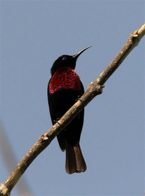 Chestnut-breasted Sunbird