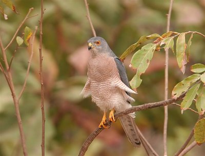 Shikra