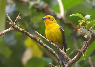 Flame-colored Tanager Female