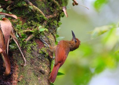 Norther-barred Woodcreeper