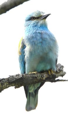 European Roller