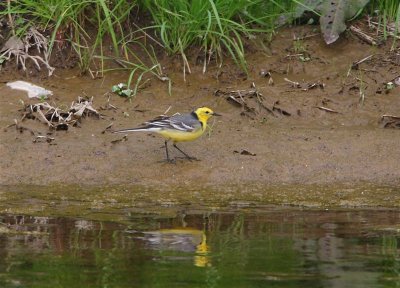 Citrine Wagtail