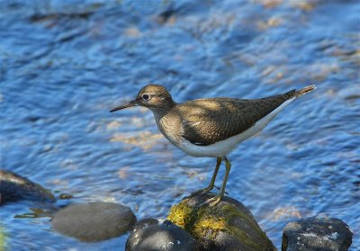 Common Sandpiper