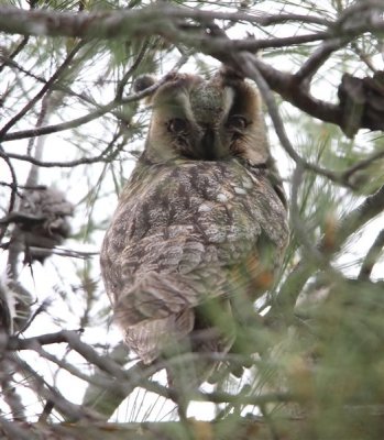 Long-eared Owl  Lesvos