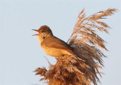 Reed Warbler