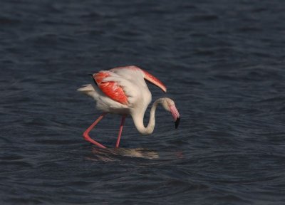 Greater Flamingo