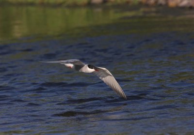 Whiskered Tern