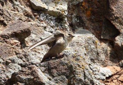 Crag Martin