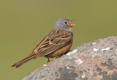 Cretzchmars Bunting